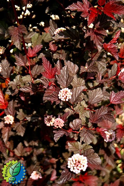 Physocarpus Opulifolius Lady In Red Tuilad A Photo On Flickriver