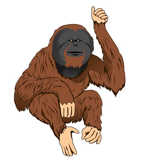 Free Cartoon Orangutan Download Free Cartoon Orangutan Png Images