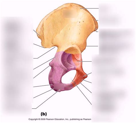 Right Coxal Bone Lateral View Part Diagram Quizlet