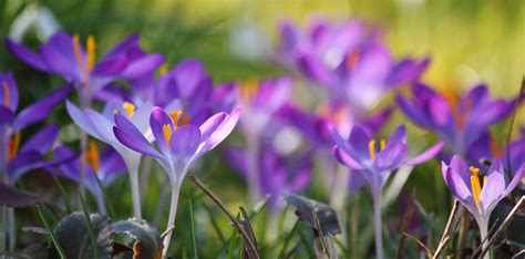 Free Images Nature Blossom Light Sunlight Petal Bloom Pollen