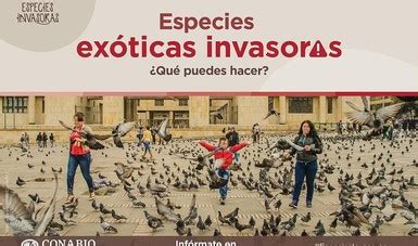 Inicia la Semana sobre las especies exóticas invasoras del 28 de