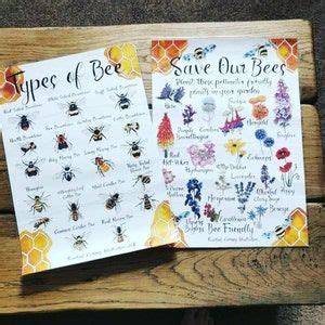 Types Of Bee A Wildlife Poster Common British Bee Identification