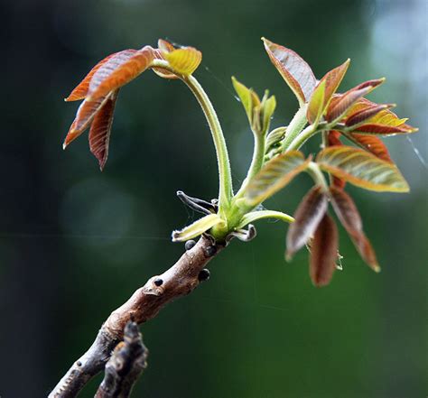 Juglans regia | Landscape Plants | Oregon State University