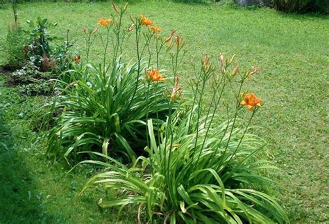 Lilies, Beautiful Flowering Plants for No Stress Garden Design