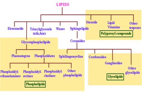 Biochemistry Block 3 S Flashcards Quizlet