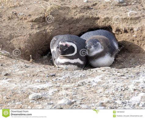 A Pair of Magellanic Penguin, Spheniscus Magellanicus on Nesting ...