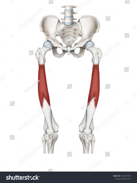 3d Medical Illustration Explanation Vastus Intermedius Stock