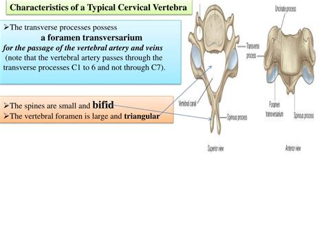 Ppt The Vertebral Column Powerpoint Presentation Free Download Id