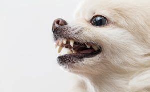 How to Deal with Pomeranian Double Teeth - Spinning Pom