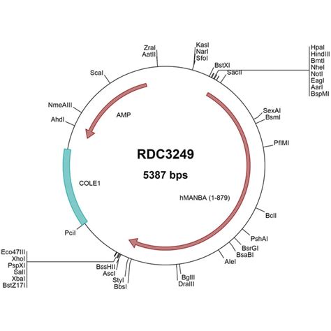 R Human Manba Beta Mannosidase Np Versaclone Cdna G