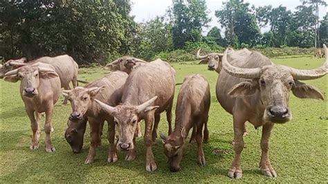 A Group Of Buffaloes On The Meadow Cute Tame Buffalo KERBAU JINAK