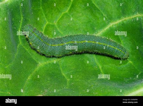 Pieris rapae caterpillar hi-res stock photography and images - Alamy