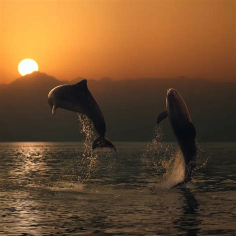 Beautiful dolphin leaping out of sea surface at sunset — Stock Photo © vitaliy_sokol #13898226