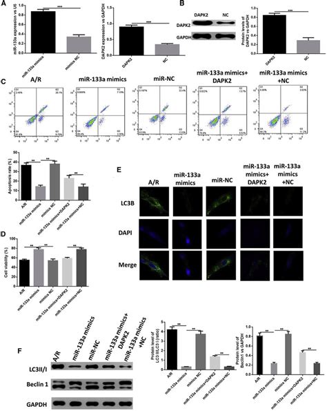 Overexpression Of Mir 133a Promoted Cell Viability And Inhibited