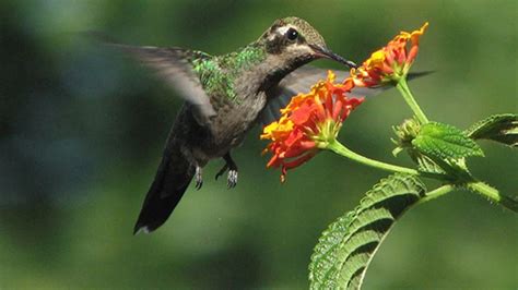 El Colibrí El Ave Más Pequeña Y Que Genera La Mayor Admiración Infobae