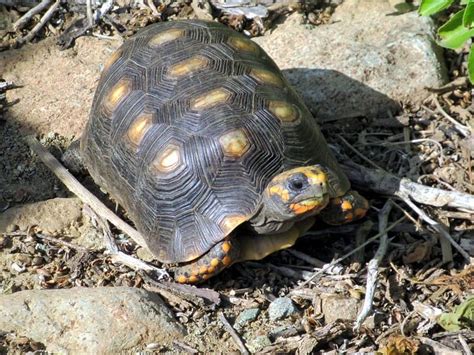 Tortuga Morrocoy Patas Rojas alimentación cuidados características