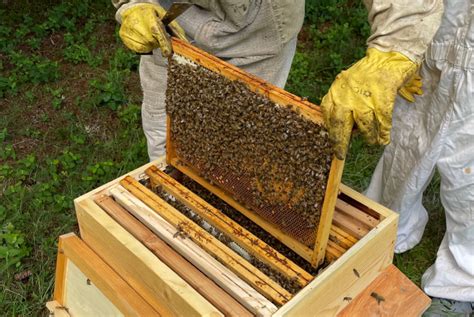 Initiation L Apiculture