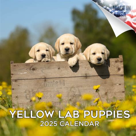 Yellow Labrador Calendar Gusti Katrine