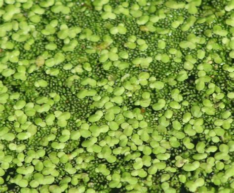 Duckweed Watermeal Common Duckweed Lemna Minor With Wa Flickr