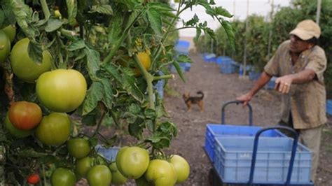 Los Agricultores De Fuerteventura Tiran Cientos De Kilos De Tomate Por