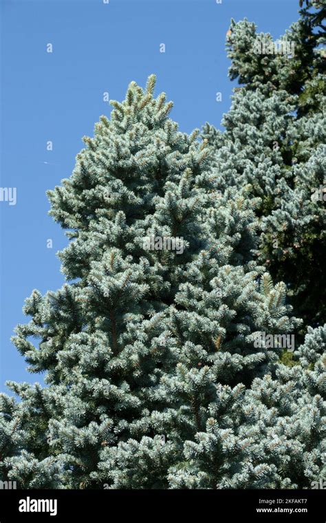 Picea Pungens Moll Hi Res Stock Photography And Images Alamy