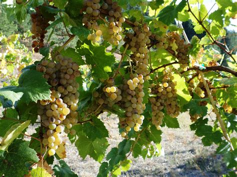 Muscat Grapes Barreca Vineyards