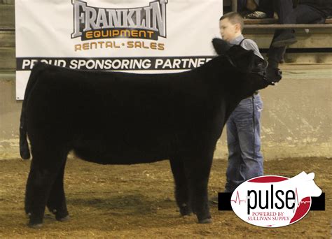 Ohio Beef Expo Chianina Steer The Pulse