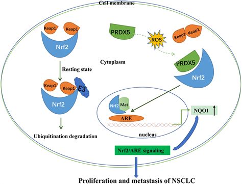 Prdx5 As A Novel Binding Partner In Nrf2 Mediated Nsclc Progression