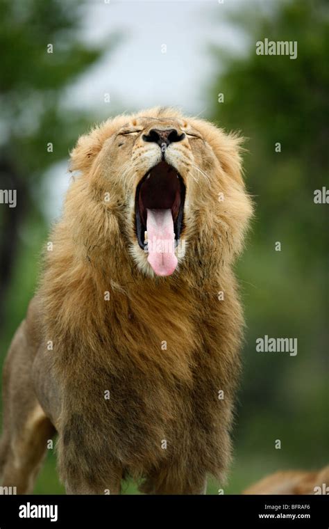 Lion Standing Up Roaring