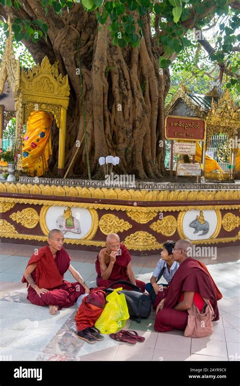 Monjes budistas novicios sentados bajo un árbol Bodhi en la pagoda