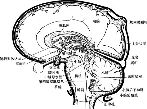 脑室、脑池及脑脊液循环系统 外科学 医学