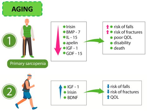 IJMS Free Full Text Physical Exercise And Myokines Relationships