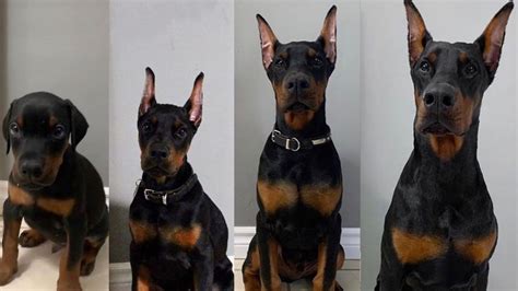 Why Are Dobermans Ears Cropped