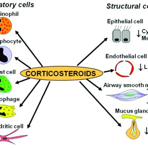 Leukotriene Modifiers Mechanism of Action. Adapted from [68 ...