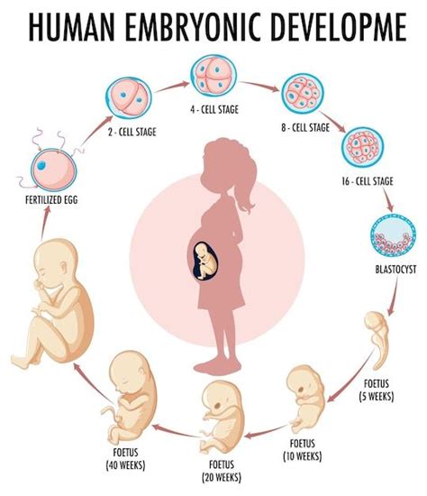 The Stages Of Human Emryonic Development In Babies And Their Mother S Body