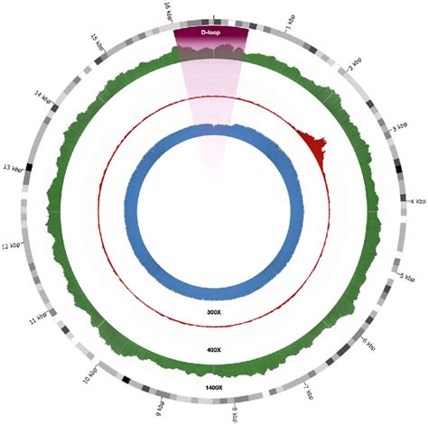 Circular Plot Of The Depth Of Coverage For Short Read And Long Read