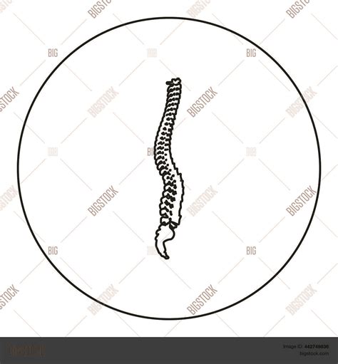 Spinal Vertebral Vector Photo Free Trial Bigstock