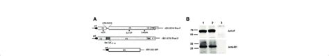 Construction Of Recombinant Baculoviruses And Expression Of Proteins In