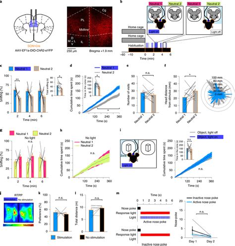 Photostimulation Of Som Interneurons In The Mpfc Guides Social