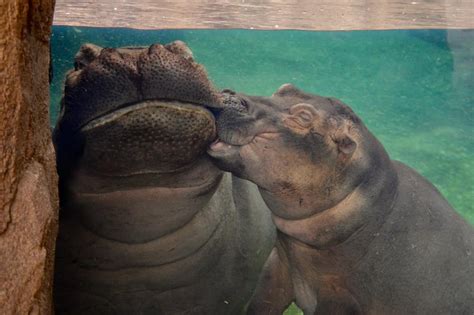 Living Her Best Life Fiona The Hippo Reaches 1 000 Pounds Wyso