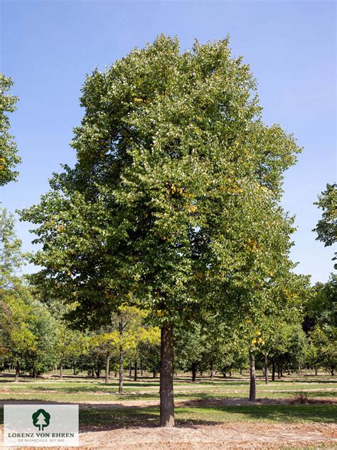 Tilia Vulgaris Baumschule Lve