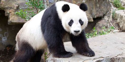 Giant Panda Facts - Adelaide Zoo