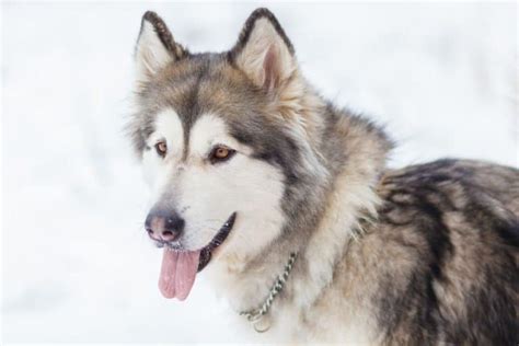 235+ Alaskan Malamute Names – The Ultimate Guide - My Dog's Name