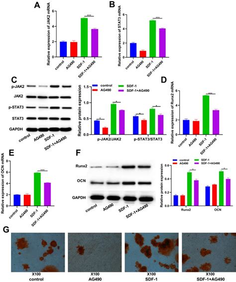 Figure From Sdf Cxcr Axis Promotes Osteogenic Differentiation Of