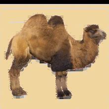 Bactrian Camel Seripixel Biologist Wiki Fandom