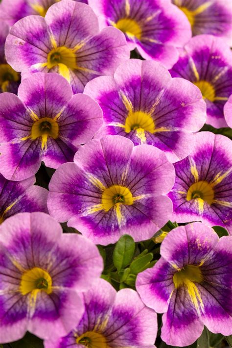 Westhoff Calibrachoa Caliloco® Dreamland