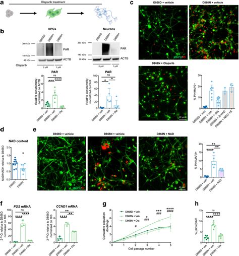 Rescue Of Parp Activation A Olaparib Treatment Of Mutant D N