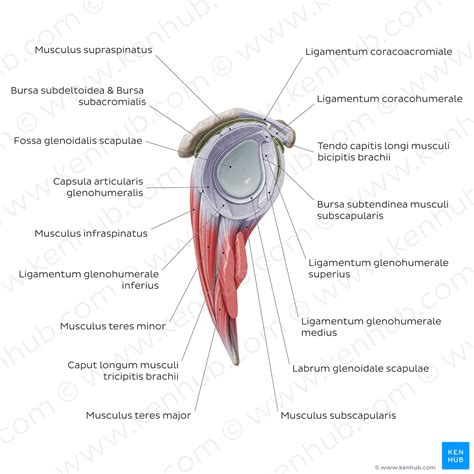 Shoulder Glenohumeral Joint Latin Kenhub Image License Store