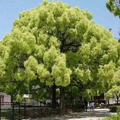 Cinnamomum Camphora Albero Di Canfora O Albero Di Canfora