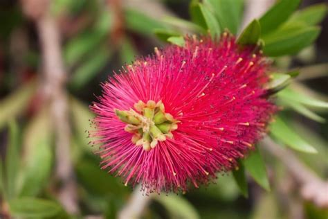 How To Grow And Care For Bottlebrush Growingvale